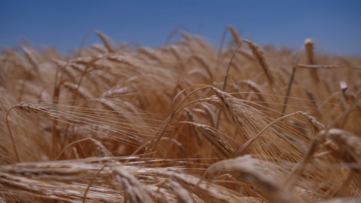 'Tahıl ambarı' Konya'da hasat sezonunda 2 milyon tonun üzerinde rekolte bekleniyor