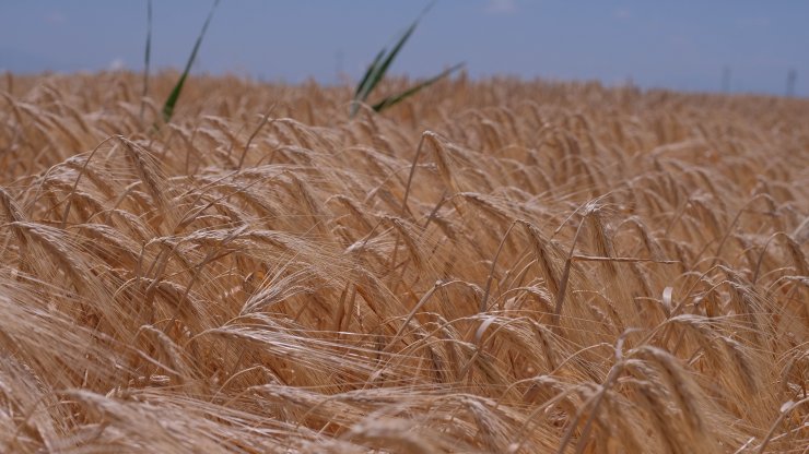 'Tahıl ambarı' Konya'da hasat sezonunda 2 milyon tonun üzerinde rekolte bekleniyor