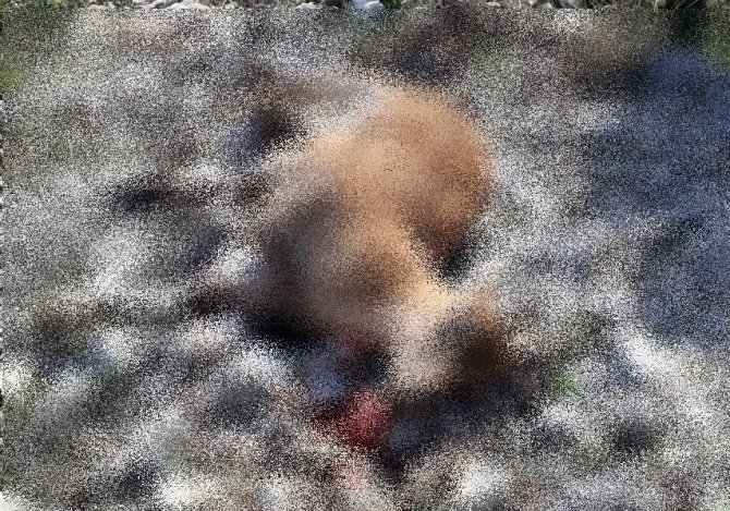 Dağ keçisi avlayan 2 avcıya 758 bin TL ceza