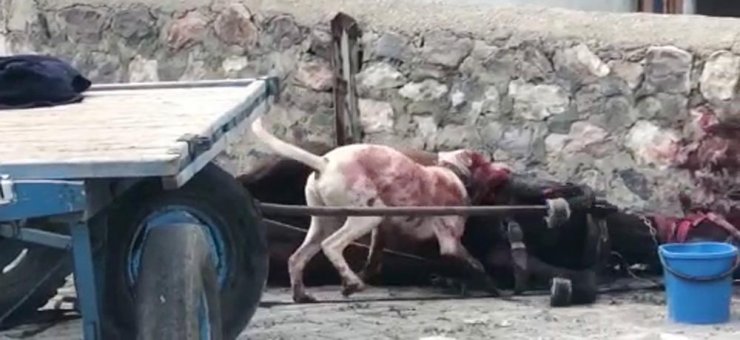 Atına yasaklı ırk köpek saldırınca işsiz kaldı