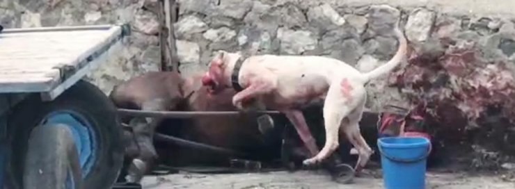 Atına yasaklı ırk köpek saldırınca işsiz kaldı