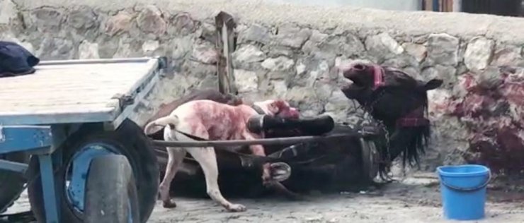 Atına yasaklı ırk köpek saldırınca işsiz kaldı