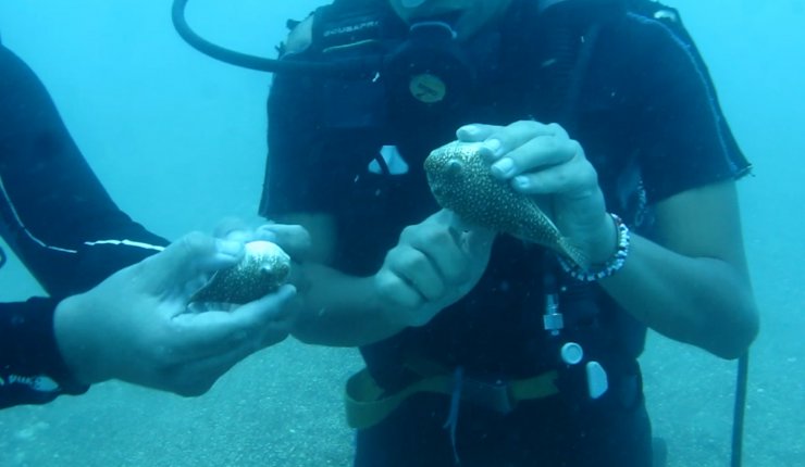 Balon balıkları, besin için dalgıçları takip ediyor