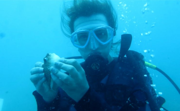 Balon balıkları, besin için dalgıçları takip ediyor