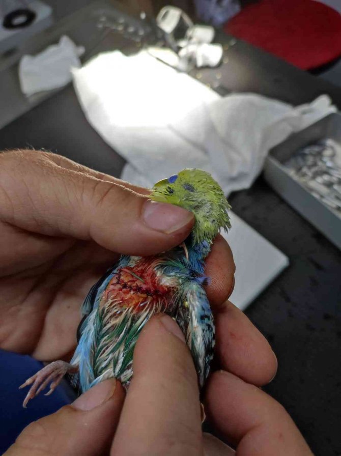 Kursağı yırtılan muhabbet kuşu 9 dikişle hayata tutundu