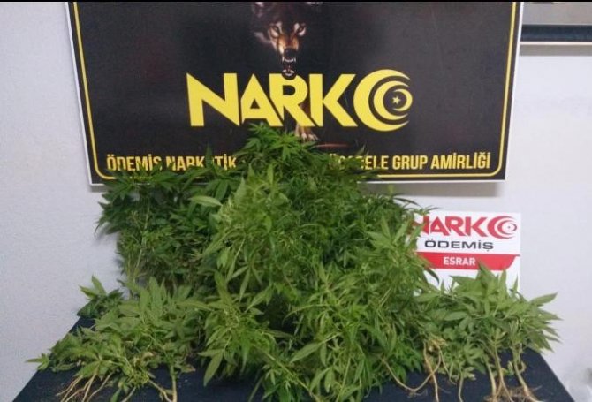 Ormanlık alanda 150 kök Hint keneviri ele geçirildi