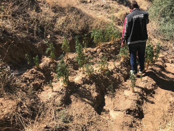 Ormanlık alanda 150 kök Hint keneviri ele geçirildi