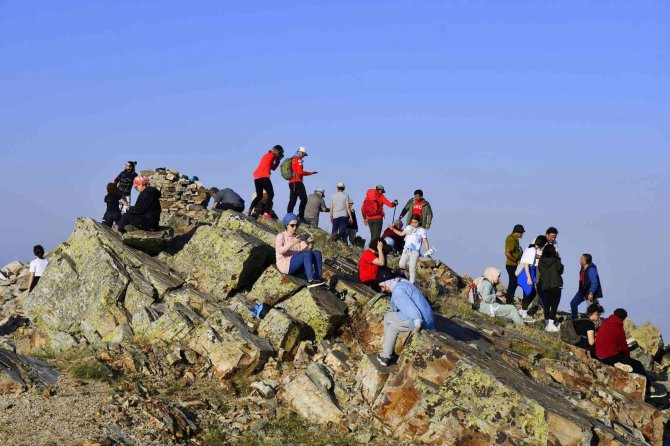 Uğur böceği kolonilerinden görsel şölen