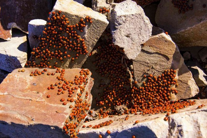 Uğur böceği kolonilerinden görsel şölen