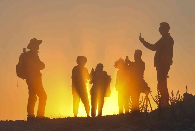 Uğur böceği kolonilerinden görsel şölen