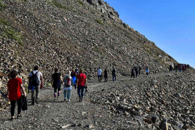 Uğur böceği kolonilerinden görsel şölen
