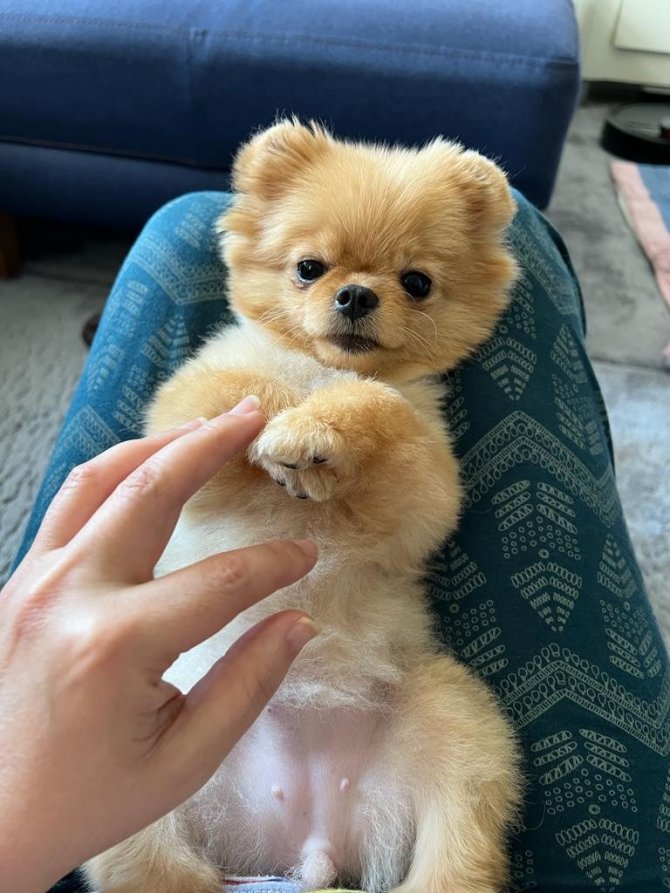 Bacağı kırılan köpekleri veterinerde öldü, suç duyurusunda bulundular