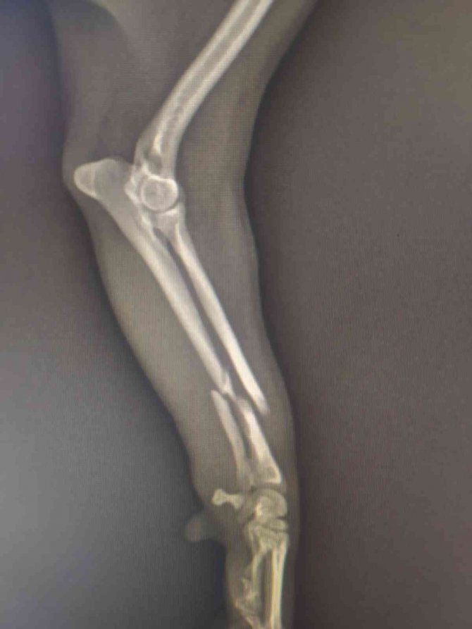 Bacağı kırılan köpekleri veterinerde öldü, suç duyurusunda bulundular