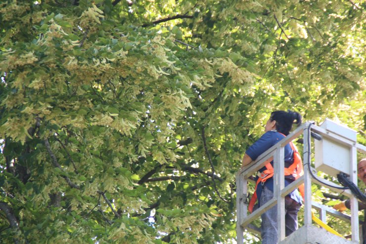 Kooperatifçi kadınların ıhlamur ihracatı seferberliği