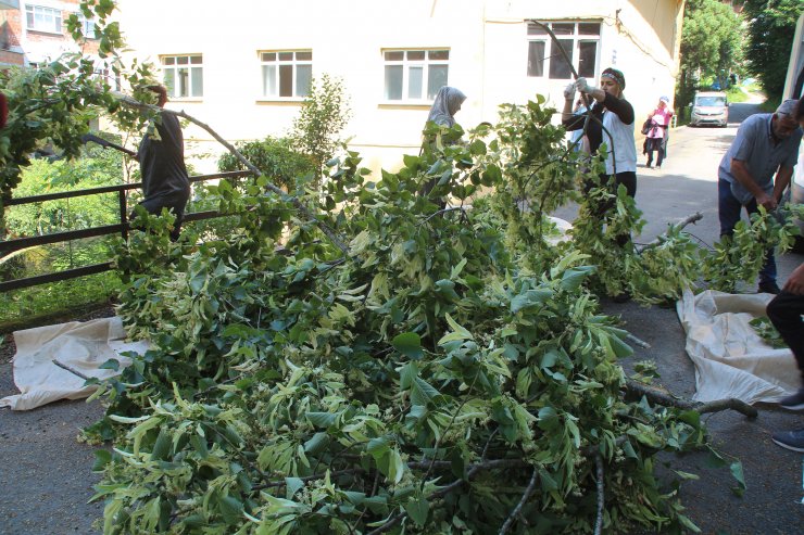 Kooperatifçi kadınların ıhlamur ihracatı seferberliği