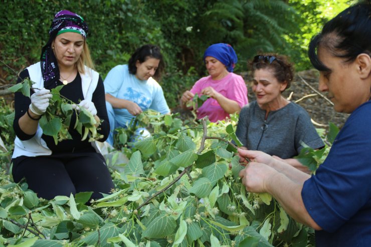 Kooperatifçi kadınların ıhlamur ihracatı seferberliği