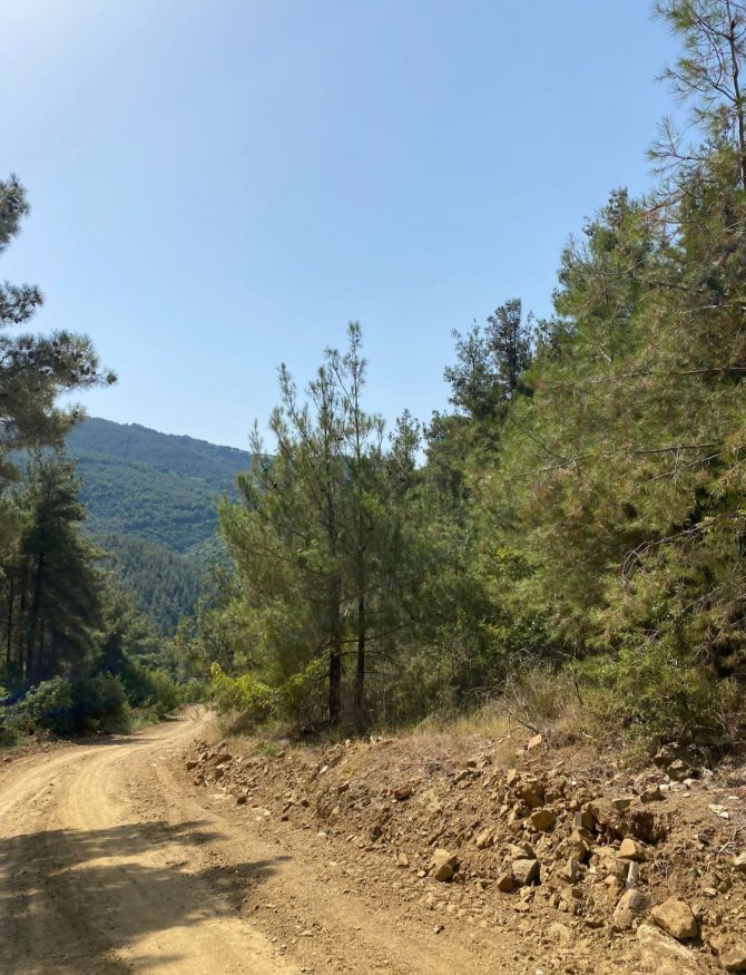 Tekirdağ’da piknik yaparken ormanı yakan 3 kişi tutuklandı