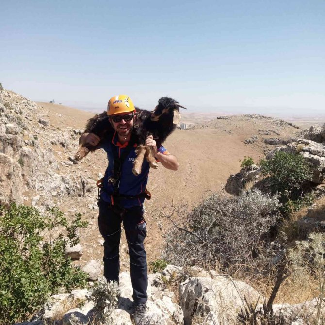Kayalıklarda 5 gün mahsur kalan 2 keçi AFAD ekipleri tarafından kurtarıldı