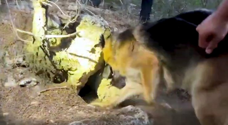 Ormandaki mağaralara uyuşturucu gizleyen 3 şüpheli operasyonla yakalandı