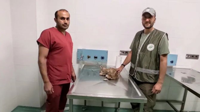 Otomobilin çarptığı yavru vaşak tedavi altına alındı