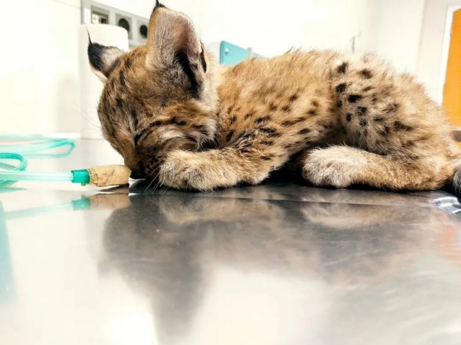 Otomobilin çarptığı yavru vaşak tedavi altına alındı