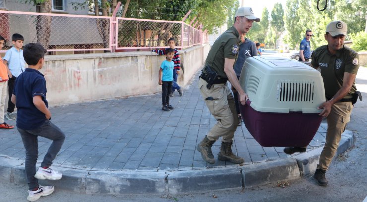 Sokağa bırakılan Pitbull cinsi köpeği evine götürürken polise yakalandı