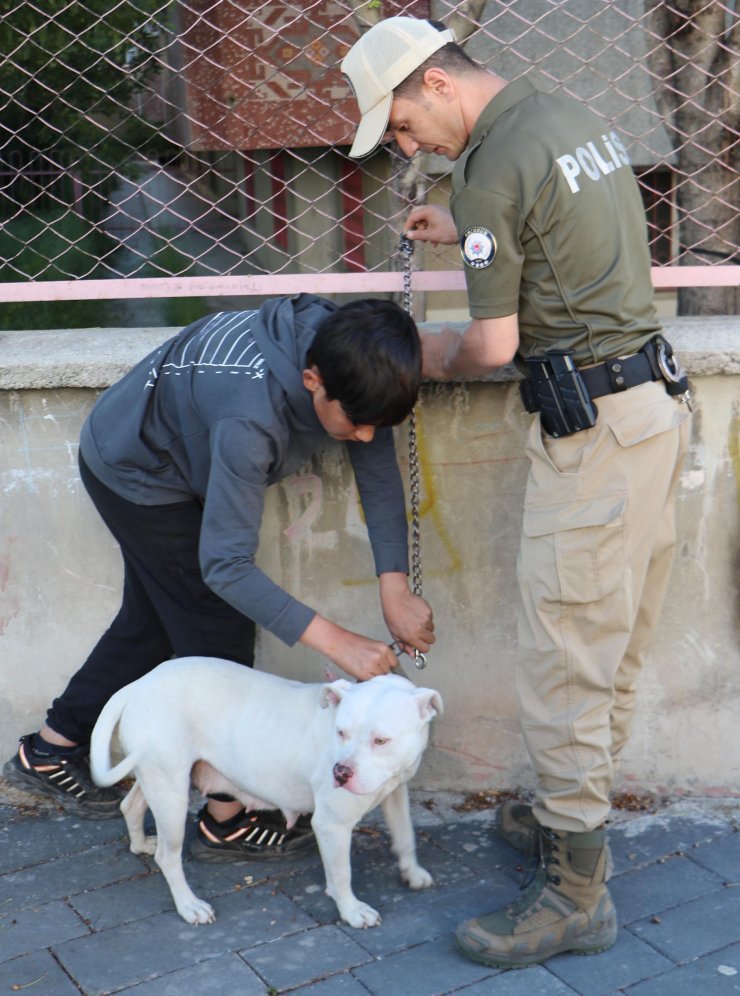 Sokağa bırakılan Pitbull cinsi köpeği evine götürürken polise yakalandı