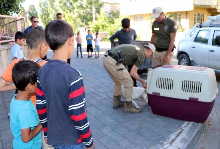 Sokağa bırakılan Pitbull cinsi köpeği evine götürürken polise yakalandı
