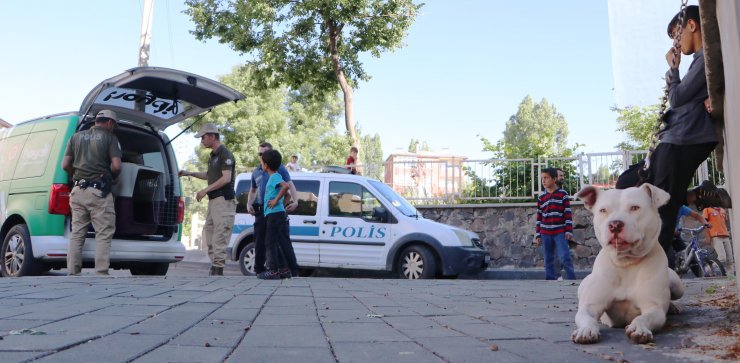 Sokağa bırakılan Pitbull cinsi köpeği evine götürürken polise yakalandı