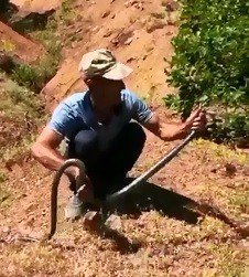 Bulduğu yılanı önce sevdi, sonra doğaya bıraktı