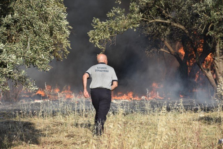 Palet atölyesinde çıkan yangın zeytinlik alana sıçradı 