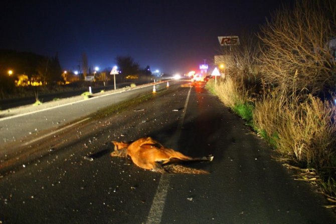 Başıboş atlar kazaya neden oldu
