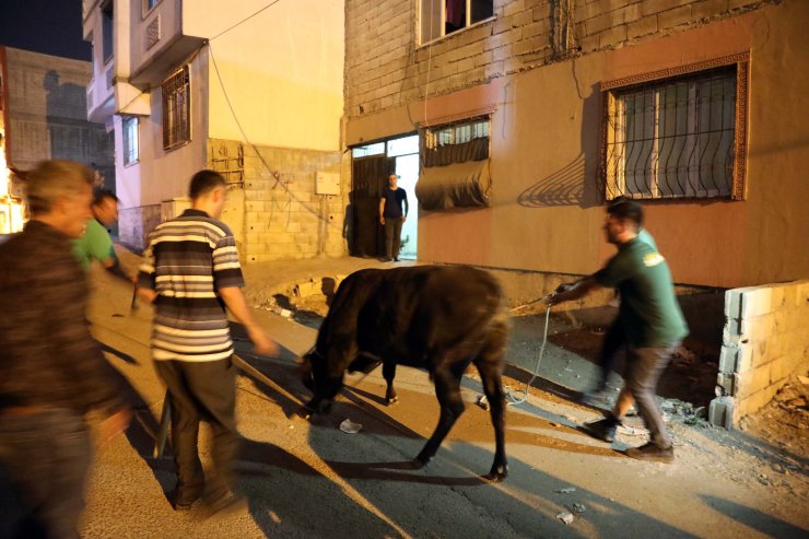 Kaçan kurbanlık boğa, ekiplere ve vatandaşlara son anlar yaşattı