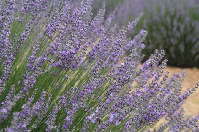 Lavanta Kokulu Köy’de sezon devam ediyor