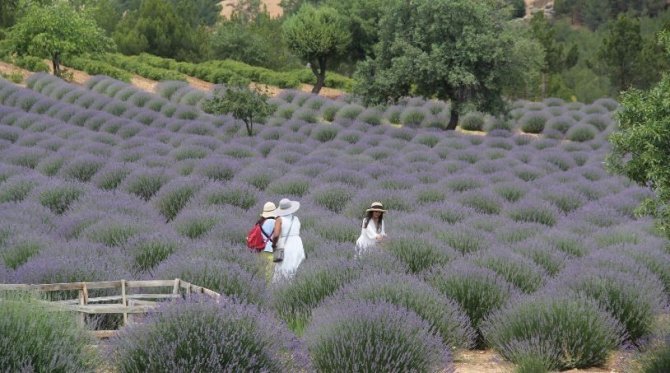 Lavanta Kokulu Köy’de sezon devam ediyor