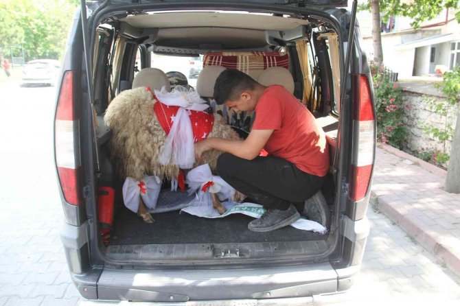 Nişanlıya süslü koç hediyesi