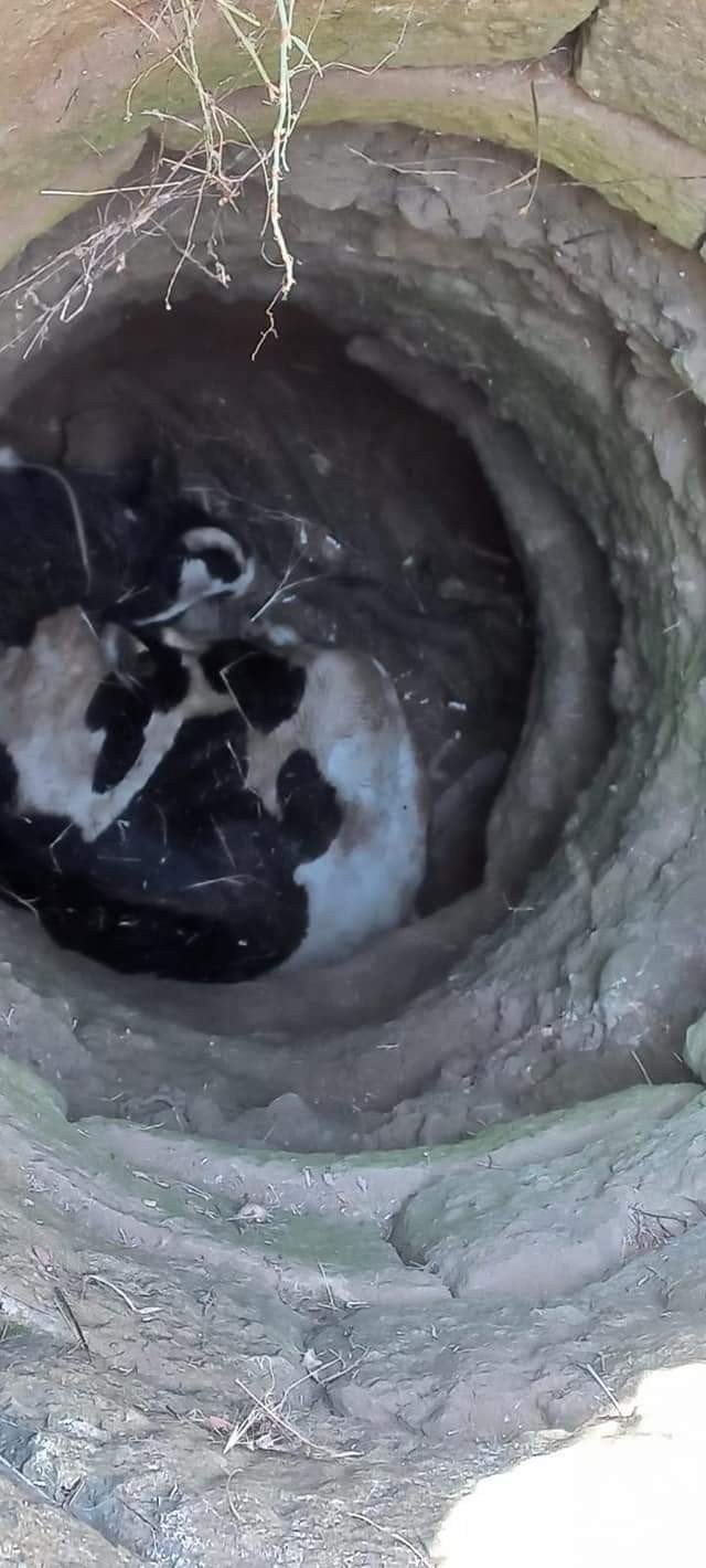 6 metrelik kuyuya düşen ineği ekipler kurtardı