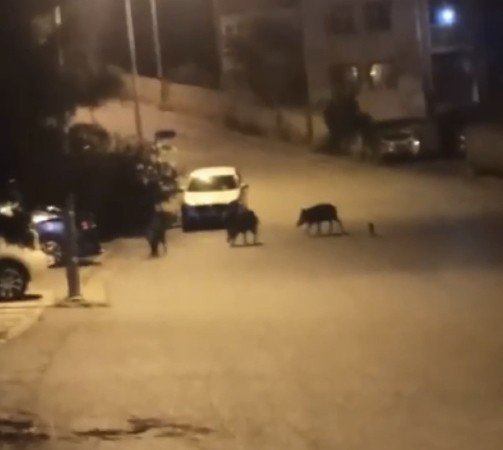Aç kalan domuzlar şehir merkezine indi