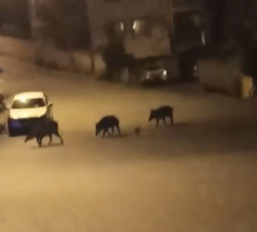 Aç kalan domuzlar şehir merkezine indi