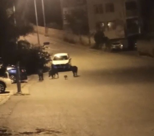 Aç kalan domuzlar şehir merkezine indi