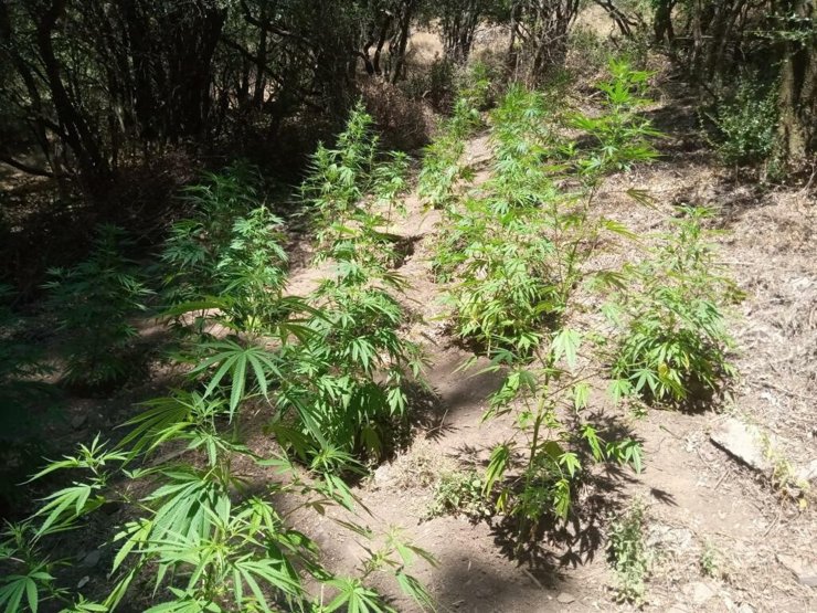 İzmir'deki uyuşturucu operasyonlarında 1 tutuklama