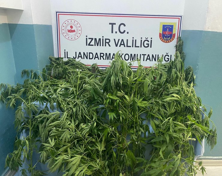 İzmir'deki uyuşturucu operasyonlarında 1 tutuklama