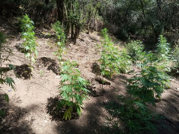 İzmir'deki uyuşturucu operasyonlarında 1 tutuklama