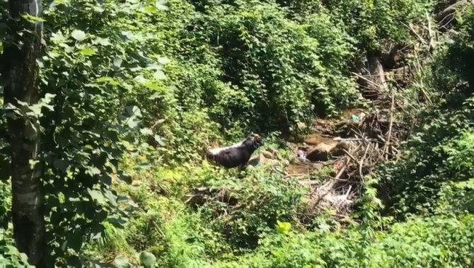 Kaçan boğa sahibini hastanelik etti