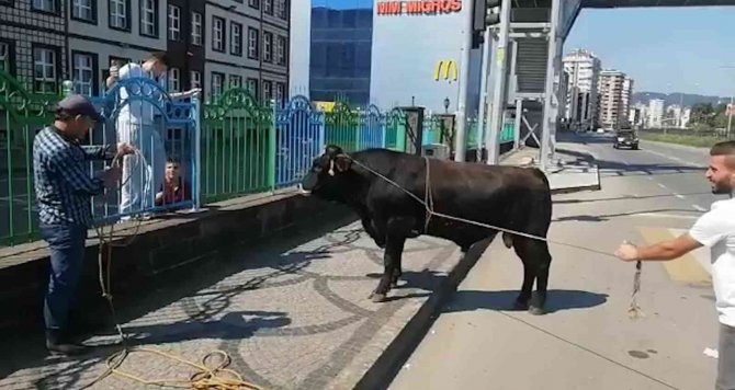 Kaçan boğa sahiplerini mahalle mahalle koşturdu