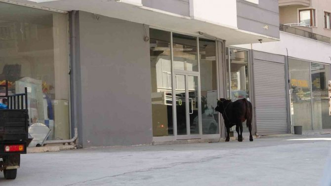 Kaçan boğa sahiplerini mahalle mahalle koşturdu