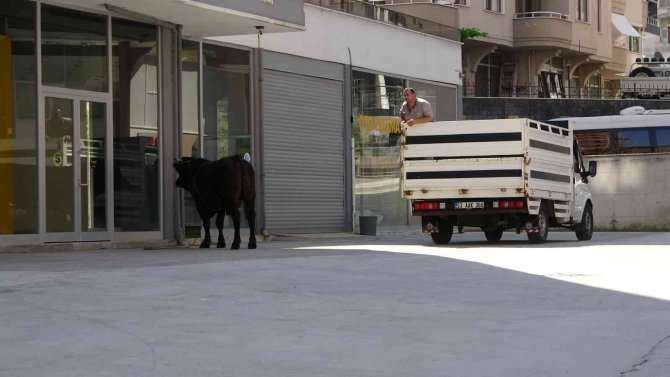 Kaçan boğa sahiplerini mahalle mahalle koşturdu