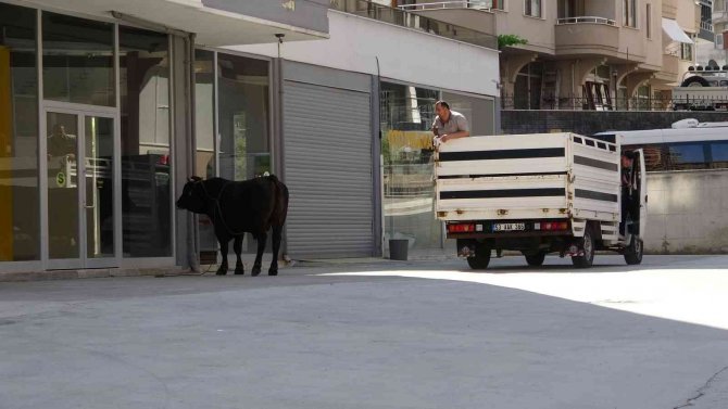 Kaçan boğa sahiplerini mahalle mahalle koşturdu