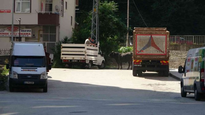 Kaçan boğa sahiplerini mahalle mahalle koşturdu