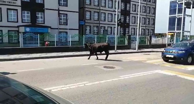Kaçan boğa sahiplerini mahalle mahalle koşturdu